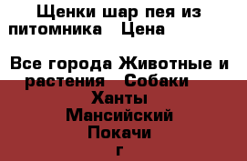 Щенки шар-пея из питомника › Цена ­ 15 000 - Все города Животные и растения » Собаки   . Ханты-Мансийский,Покачи г.